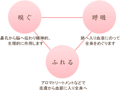 嗅ぐ　鼻孔から脳へ伝わり精神的、生理的に作用します。呼吸　肺へ入り血液にのって全身をめぐります。ふれる　アロマトリートメントなどで皮膚から血節に入り全身へ